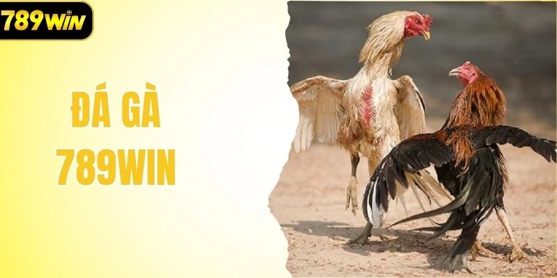 Đá Gà 789Win - Top 1 Loại Hình Giải Trí Chuyên Nghiệp 