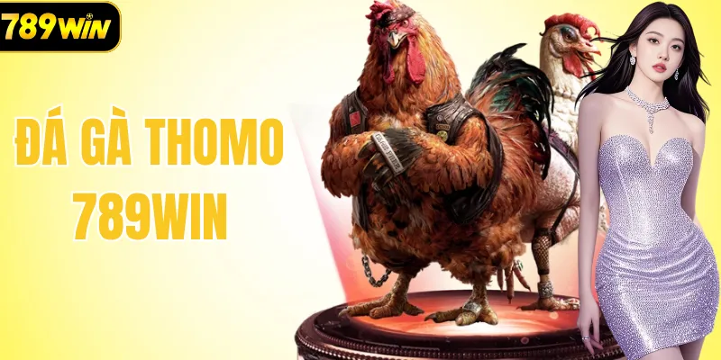 Đá Gà Thomo – Khám Phá Đấu Trường 4K Đỉnh Cao Tại 789Win
