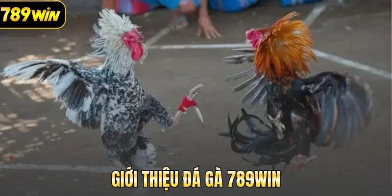 Giới thiệu sơ nét về chuyên mục đá gà 789Win