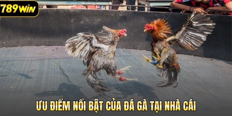 Người chơi nên lựa chọn chọi kê tại nhà cái